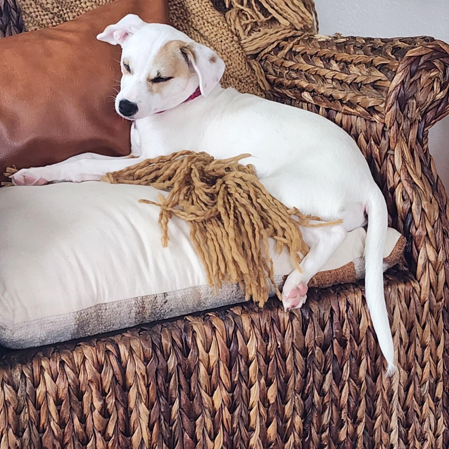 Enlarge IVY, a Adoptable mixed breed in Auburn, WA image 2/5