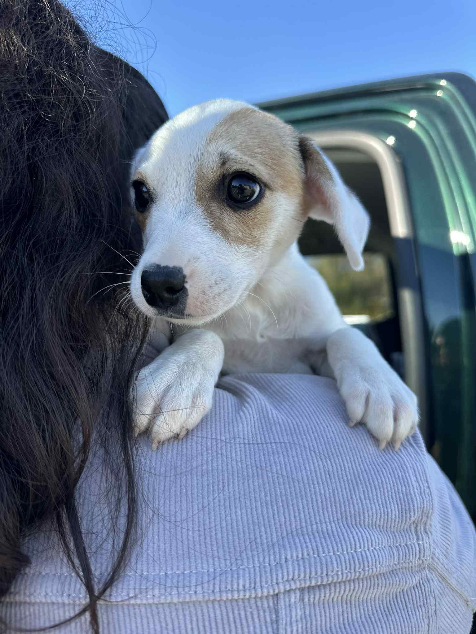 IVY, Adoptable, Puppy Female Chihuahua.