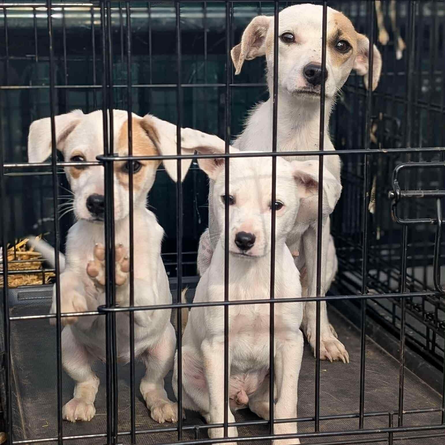 IVY, a Adoptable Chihuahua in Auburn, WA image 4/4