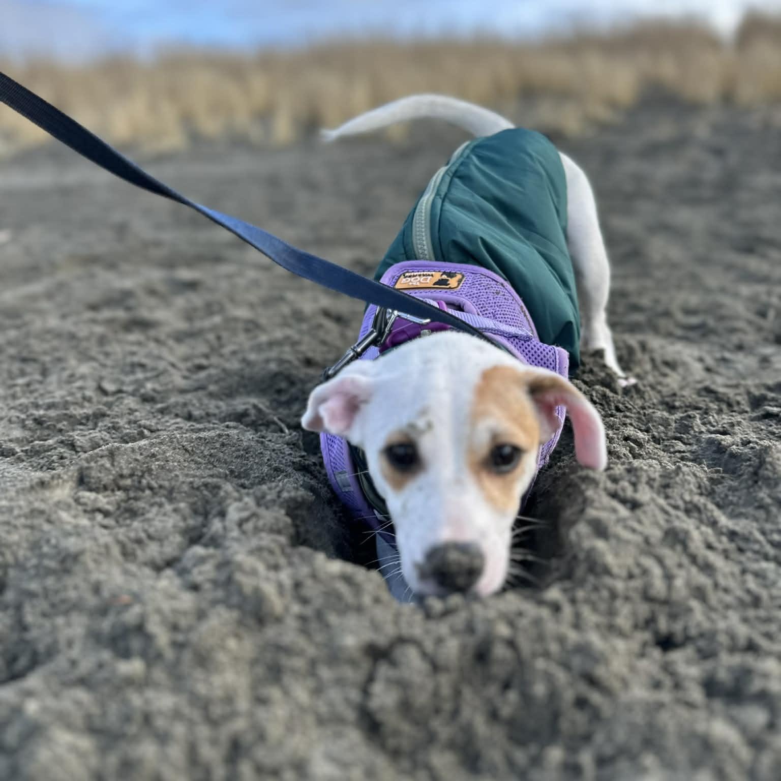 Enlarge IVY, a Adoptable mixed breed in Auburn, WA image 1/5
