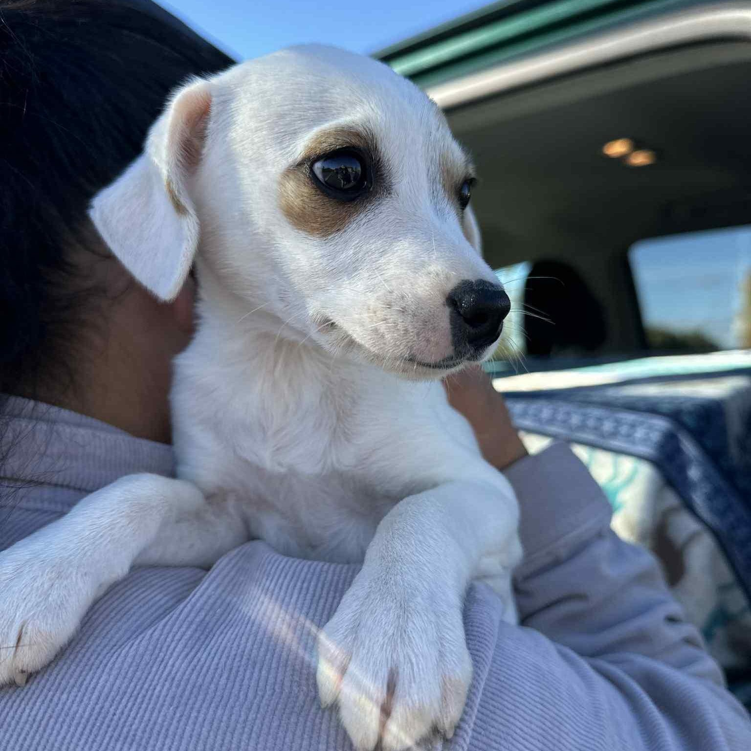 IVY, a Adoptable Chihuahua in Auburn, WA image 2/4