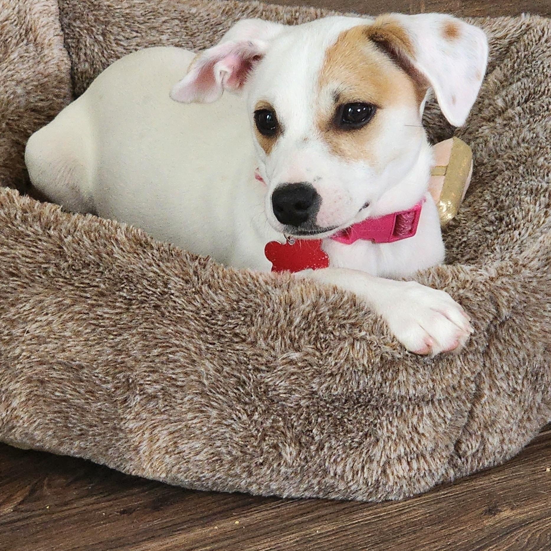 Enlarge IVY, a Adoptable mixed breed in Auburn, WA image 4/5