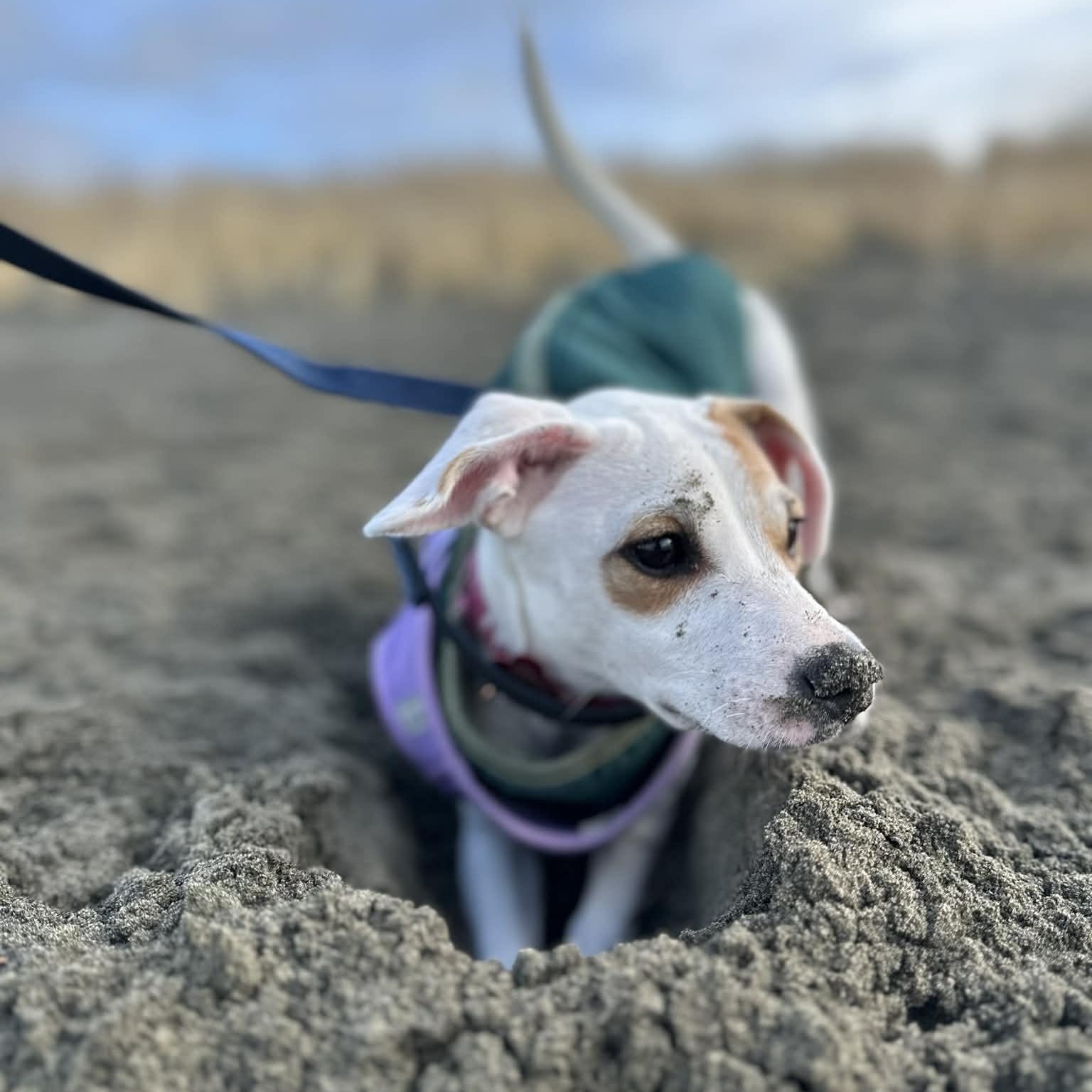 Enlarge IVY, a Adoptable mixed breed in Auburn, WA image 5/5