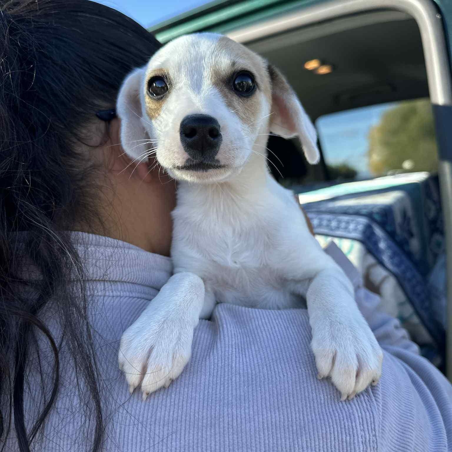 IVY, a Adoptable Chihuahua in Auburn, WA image 3/4