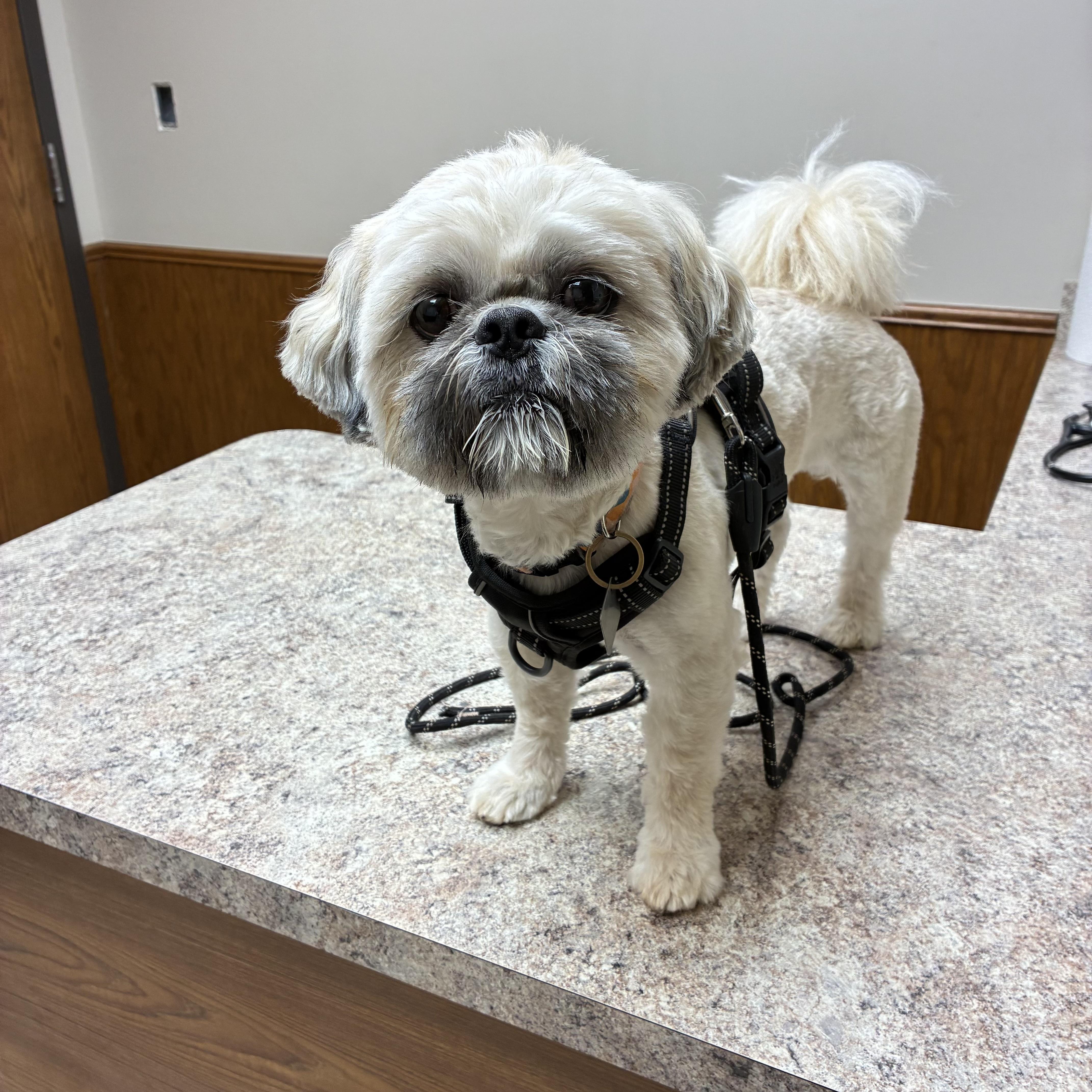 Enlarge Max, a Adoptable Shih Tzu in Edmond, OK image 4/5