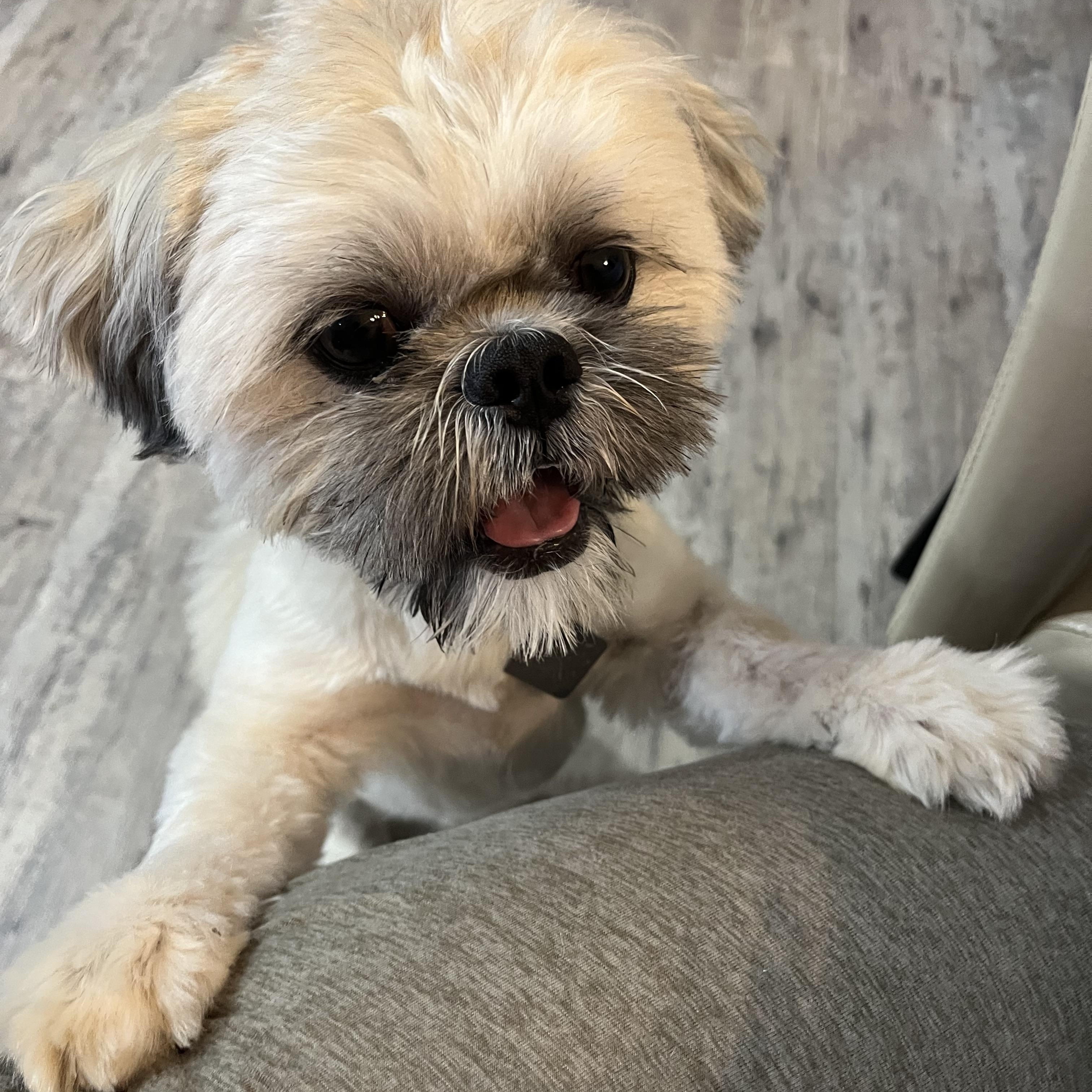 Max, Adoptable, Young Male Shih Tzu.