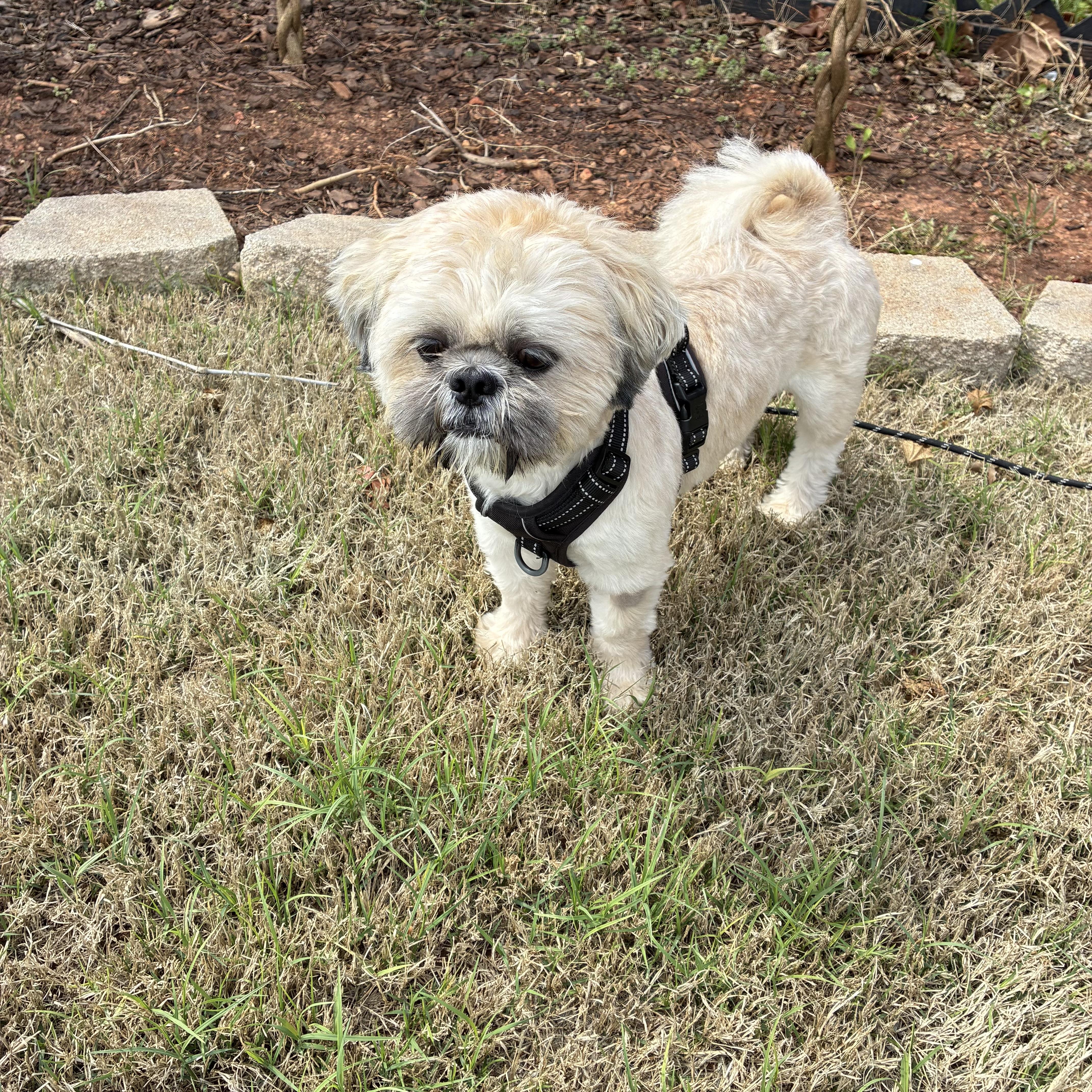 Enlarge Max, a Adoptable Shih Tzu in Edmond, OK image 3/5