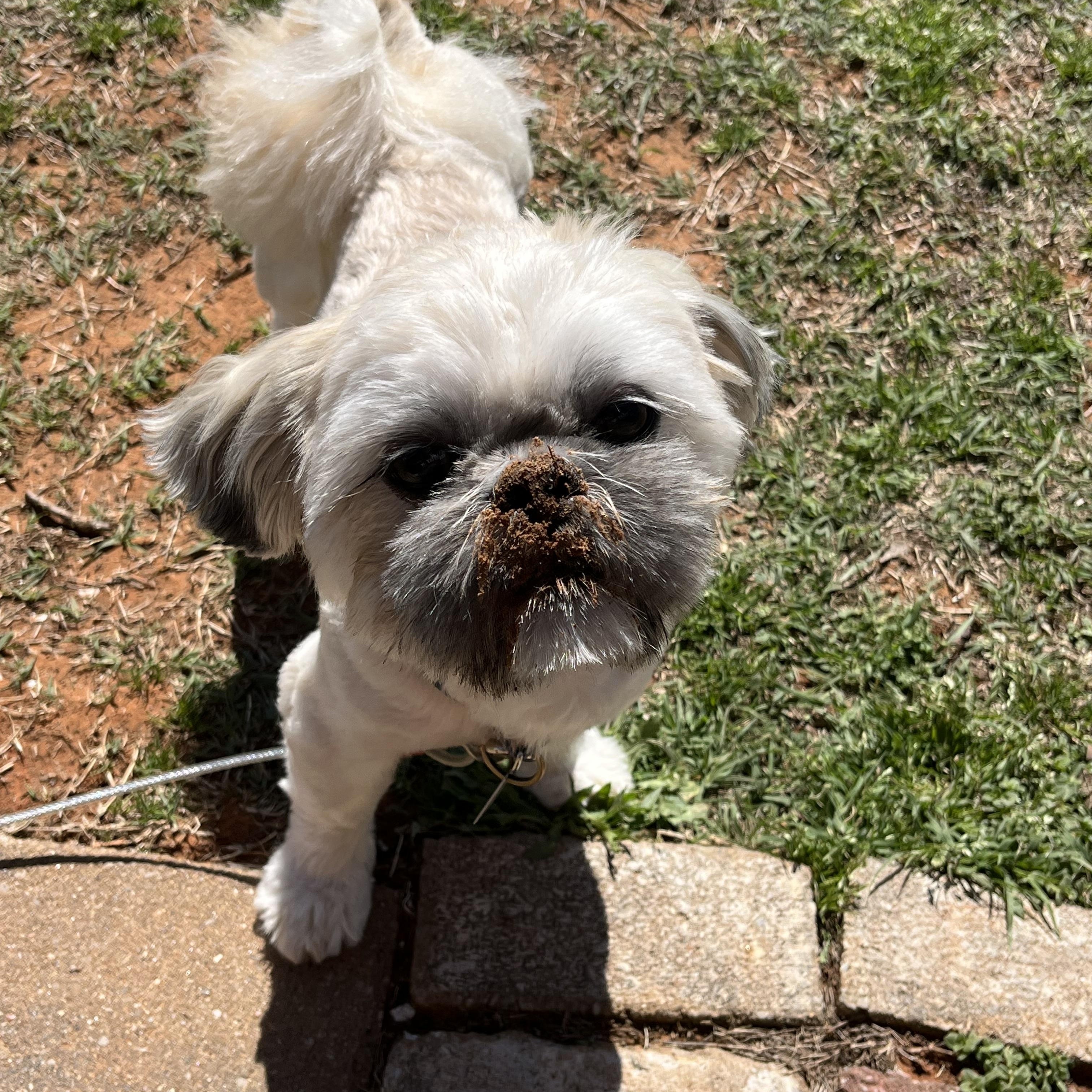 Enlarge Max, a Adoptable Shih Tzu in Edmond, OK image 2/5