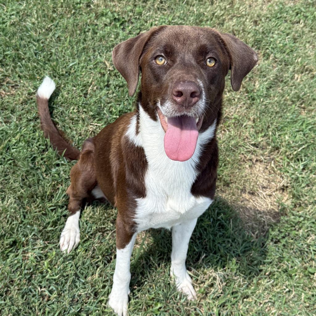 Root Beer, a Adoptable mixed breed in Brenham, TX image 4/6