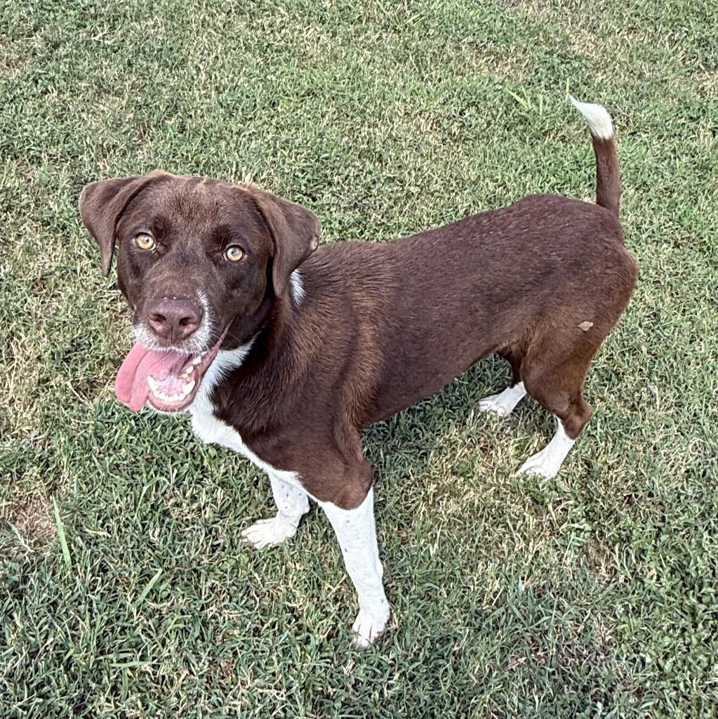 Root Beer, a Adoptable mixed breed in Brenham, TX image 2/6