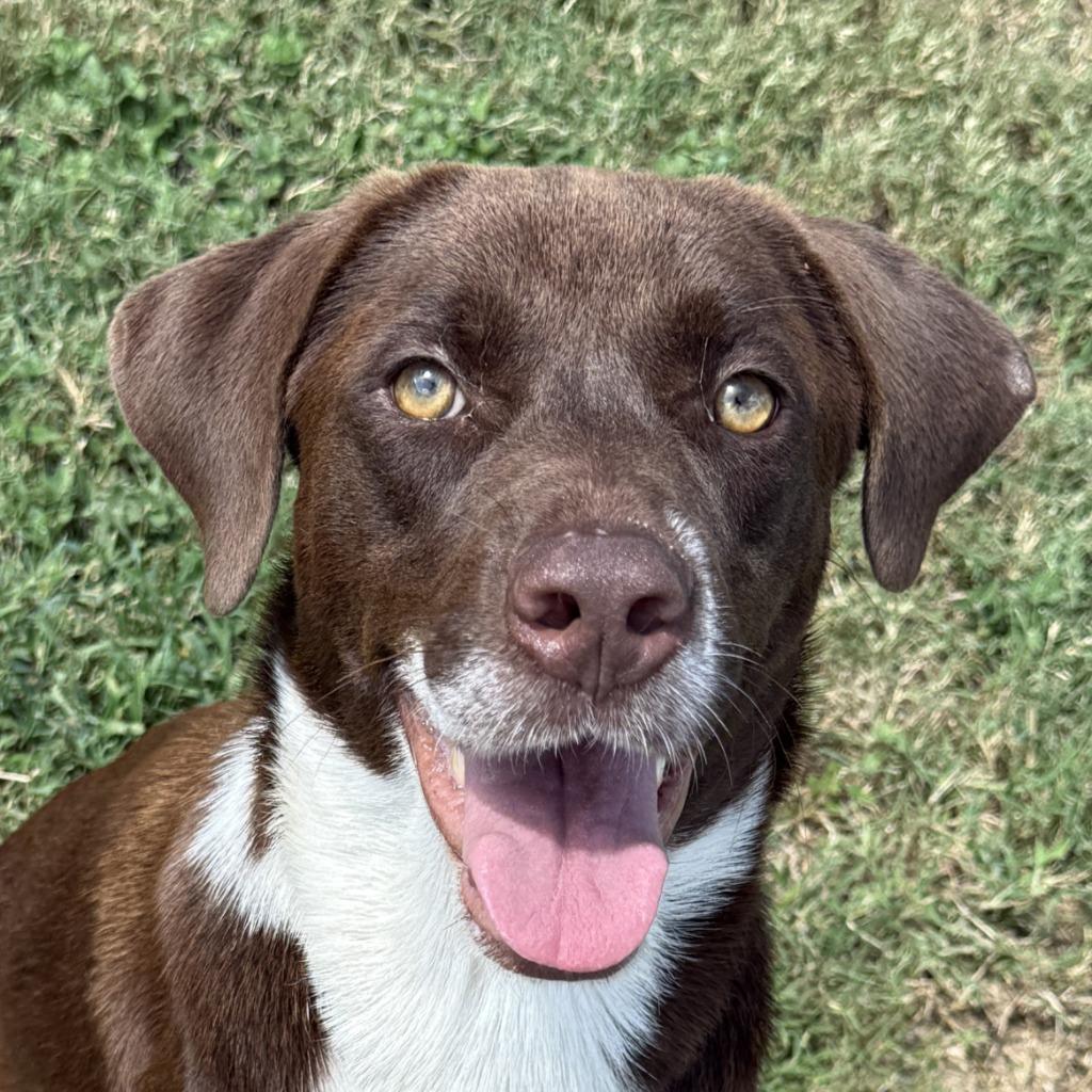 Root Beer, Adoptable, Young Female Labrador Retriever & Mixed Breed.