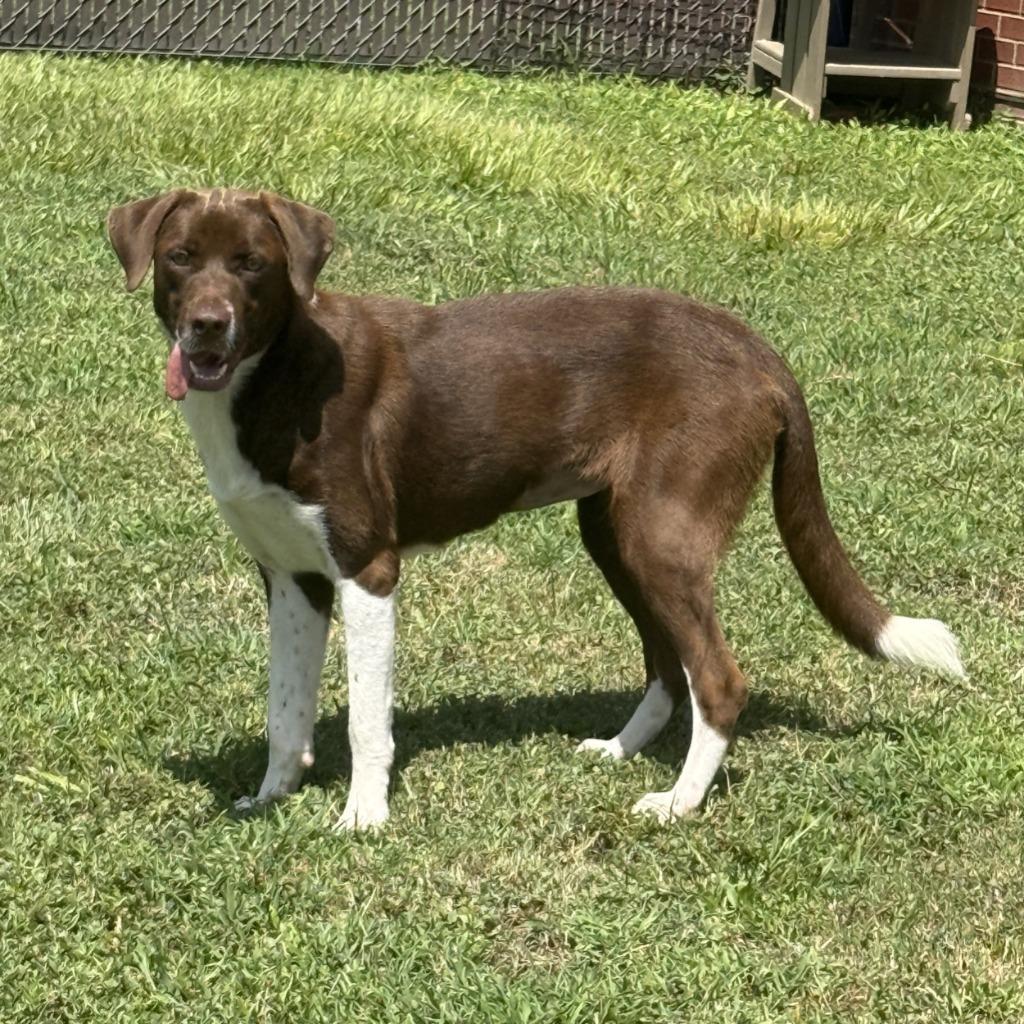 Root Beer, a Adoptable mixed breed in Brenham, TX image 3/6