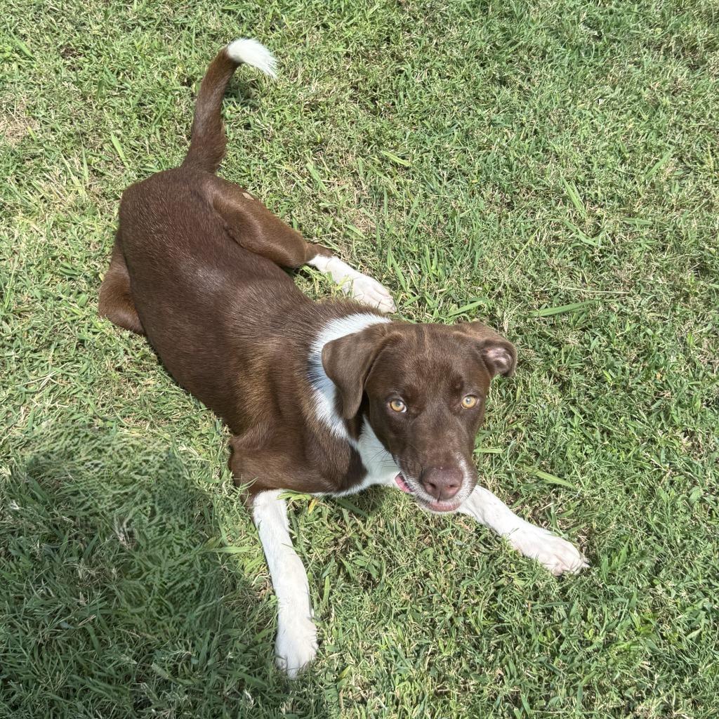 Root Beer, a Adoptable mixed breed in Brenham, TX image 5/6