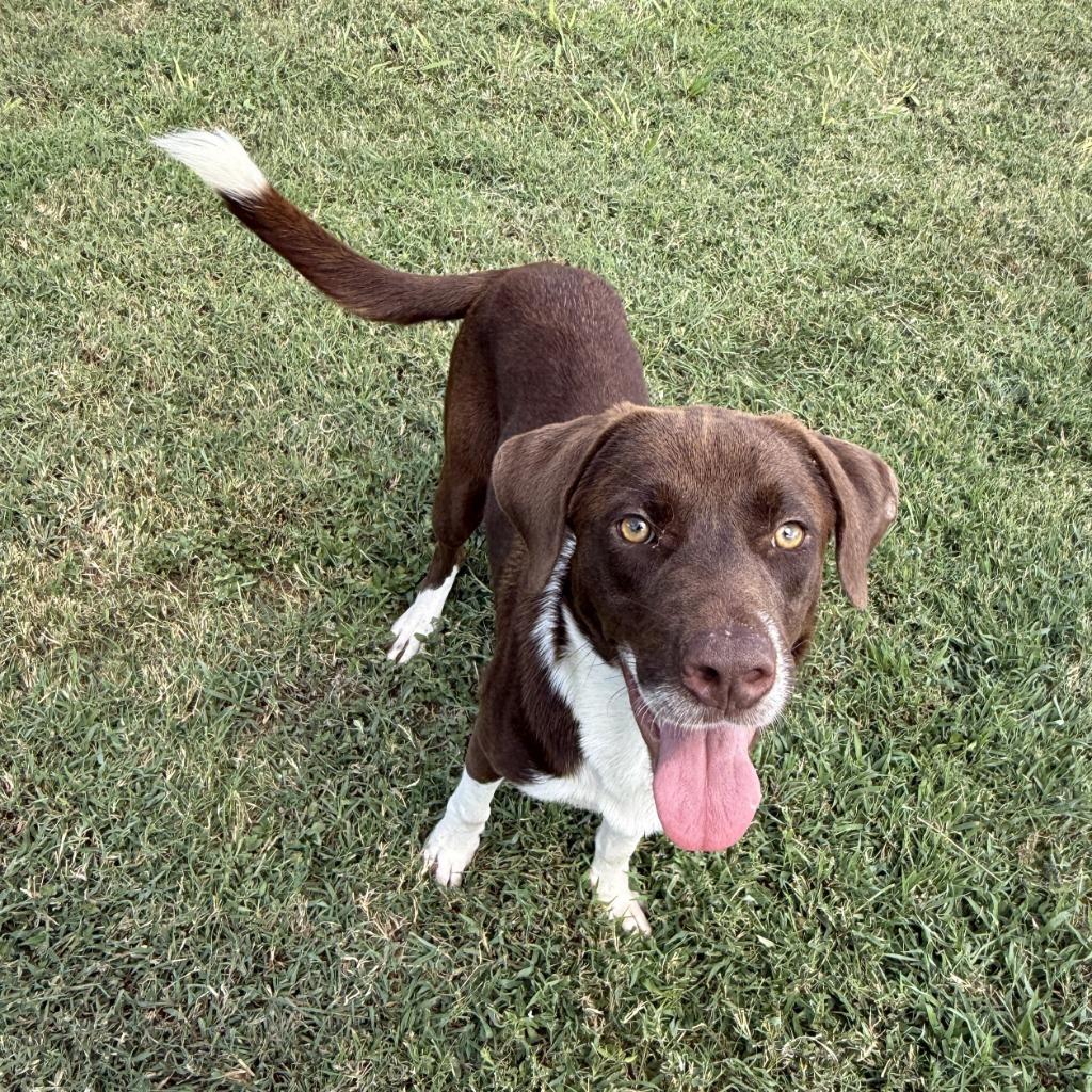Root Beer, a Adoptable mixed breed in Brenham, TX image 6/6