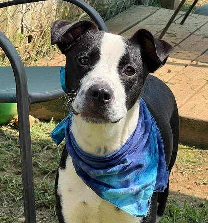 Jensen $25, Adoptable, Young Male Border Collie & Mixed Breed.