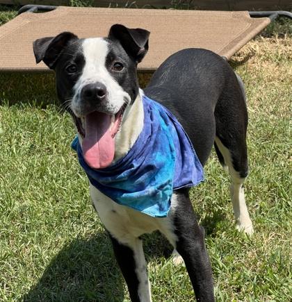 Enlarge Jensen $25, a Adoptable mixed breed in Seneca, SC image 2/3