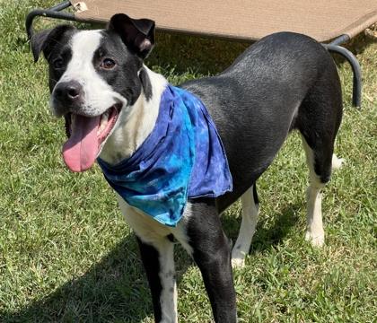 Enlarge Jensen $25, a Adoptable mixed breed in Seneca, SC image 3/3