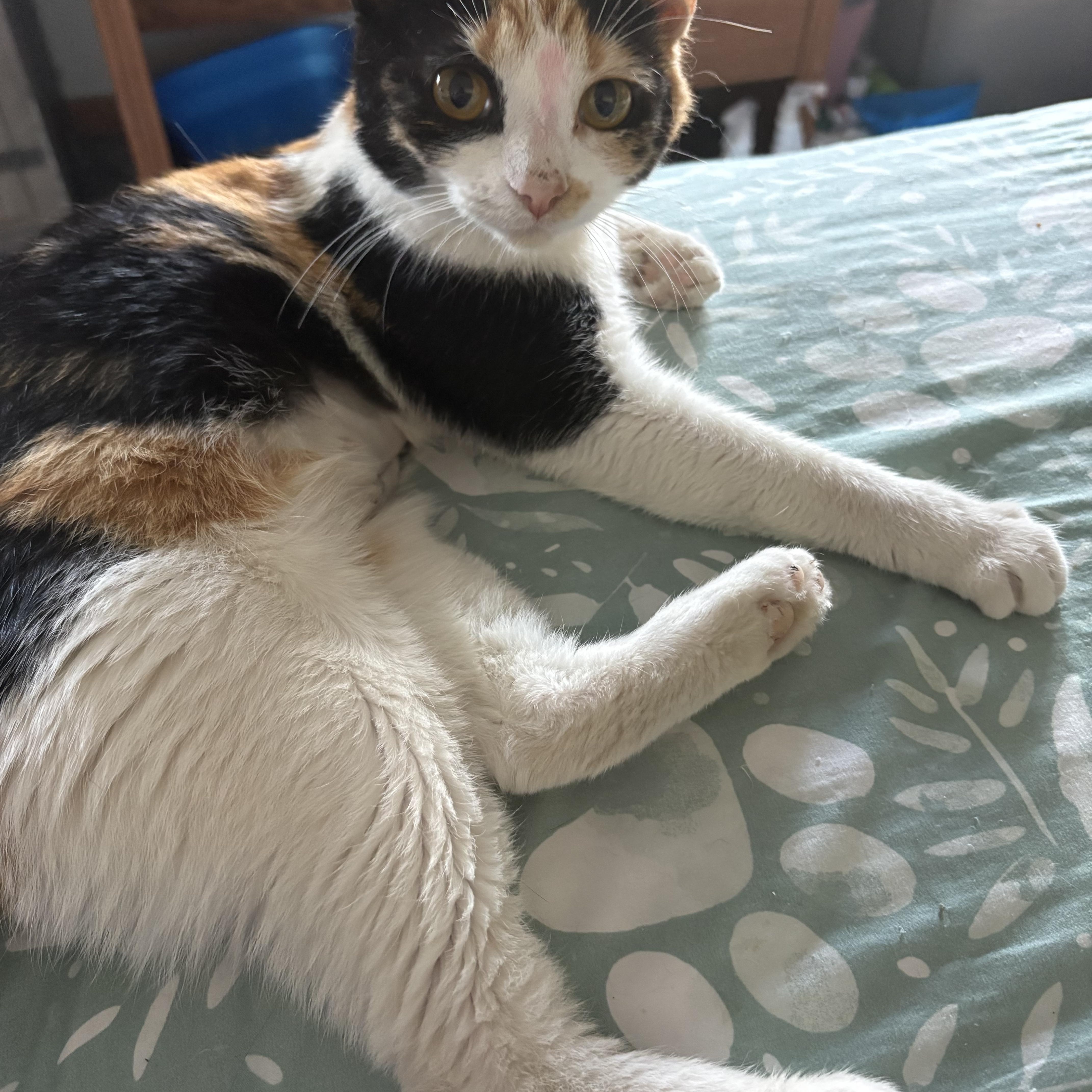 Enlarge Posey, an adopted Calico in Highland, IN image 3/3