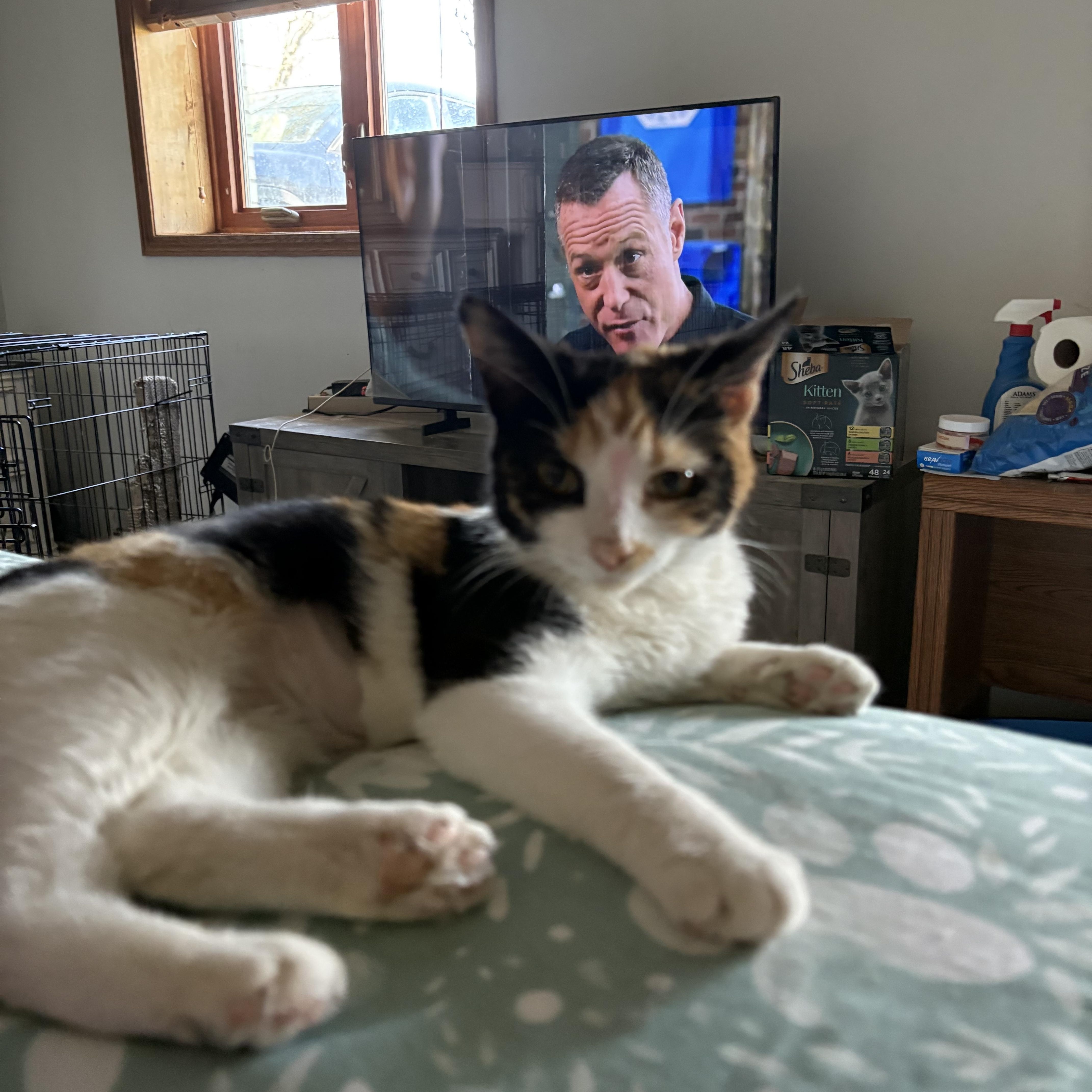 Enlarge Posey, an adopted Calico in Highland, IN image 2/3
