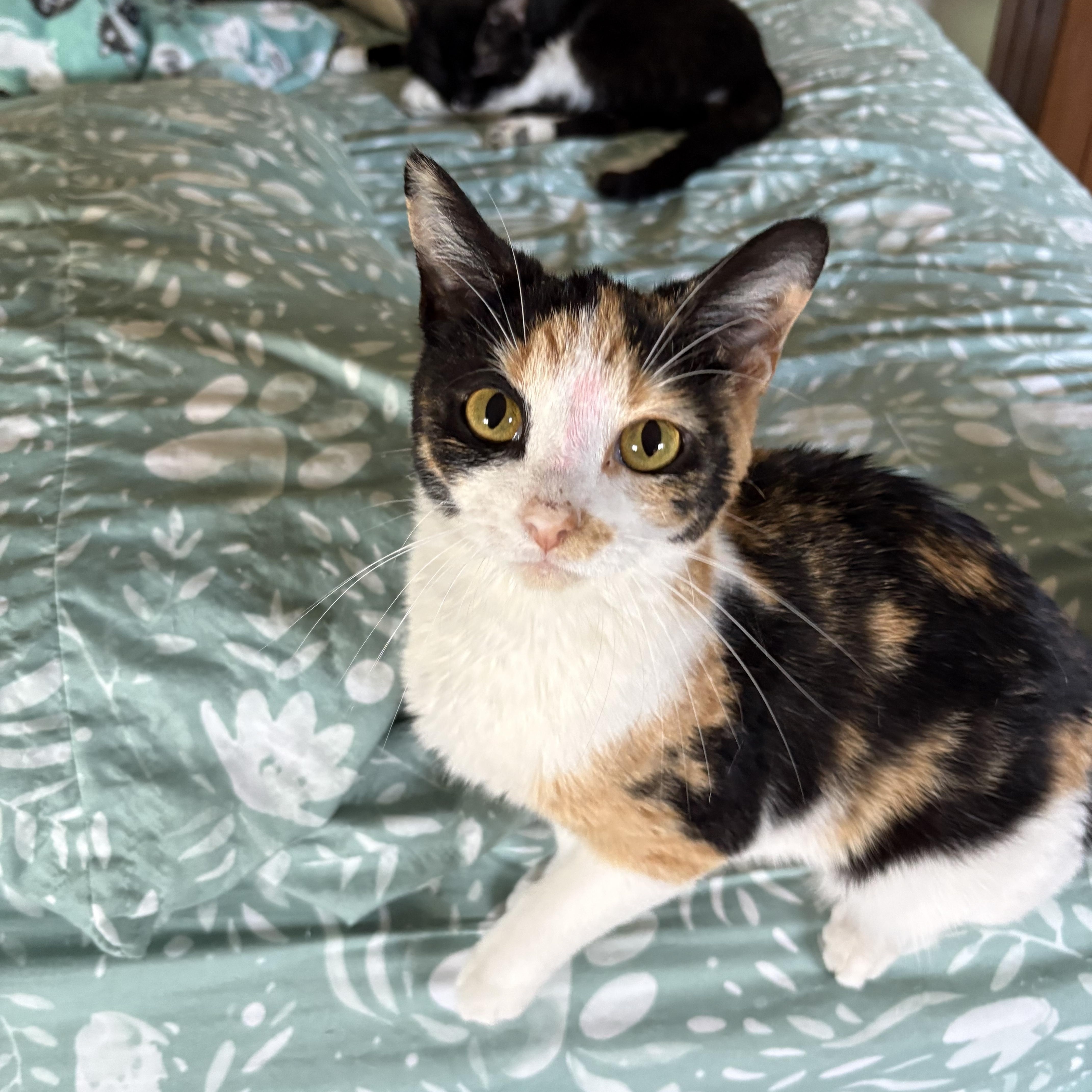 Enlarge Posey, an adopted Calico in Highland, IN image 1/3