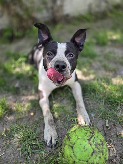 BLANCO, Adoptable, Adult Male American Bulldog & Mixed Breed.