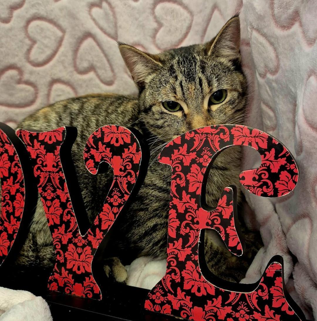 Primrose (Adoption Pending), an adopted mixed breed in Ocean Springs, MS image 4/6