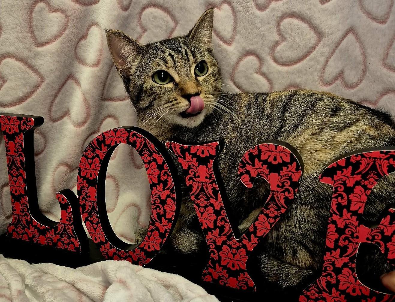 Primrose (Adoption Pending), an adopted mixed breed in Ocean Springs, MS image 3/6