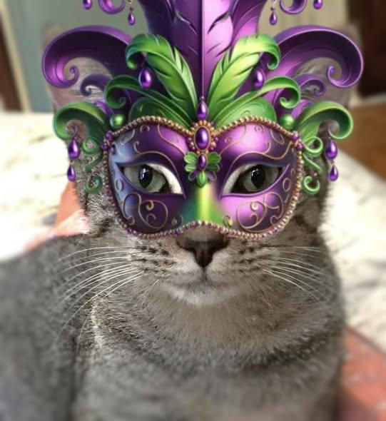 Primrose (Adoption Pending), an adopted mixed breed in Ocean Springs, MS image 1/6