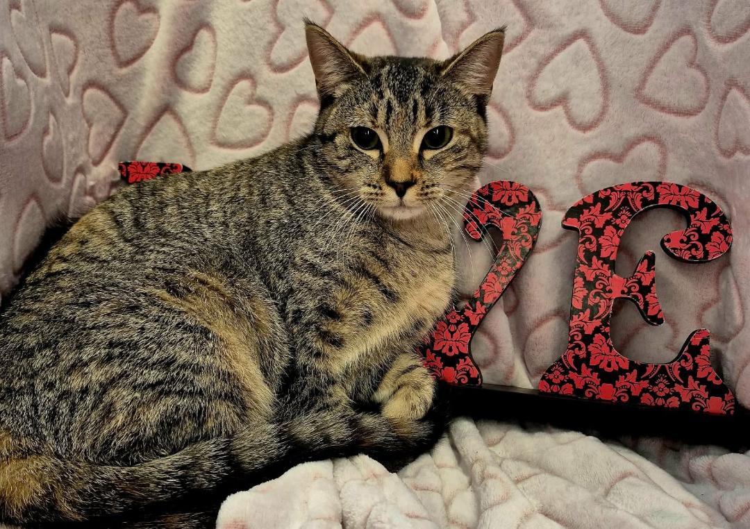 Primrose (Adoption Pending), an adopted mixed breed in Ocean Springs, MS image 6/6