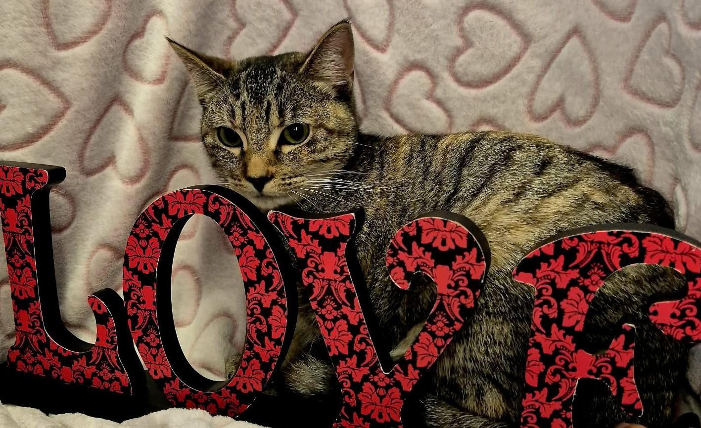 Primrose (Adoption Pending), an adopted mixed breed in Ocean Springs, MS image 2/6