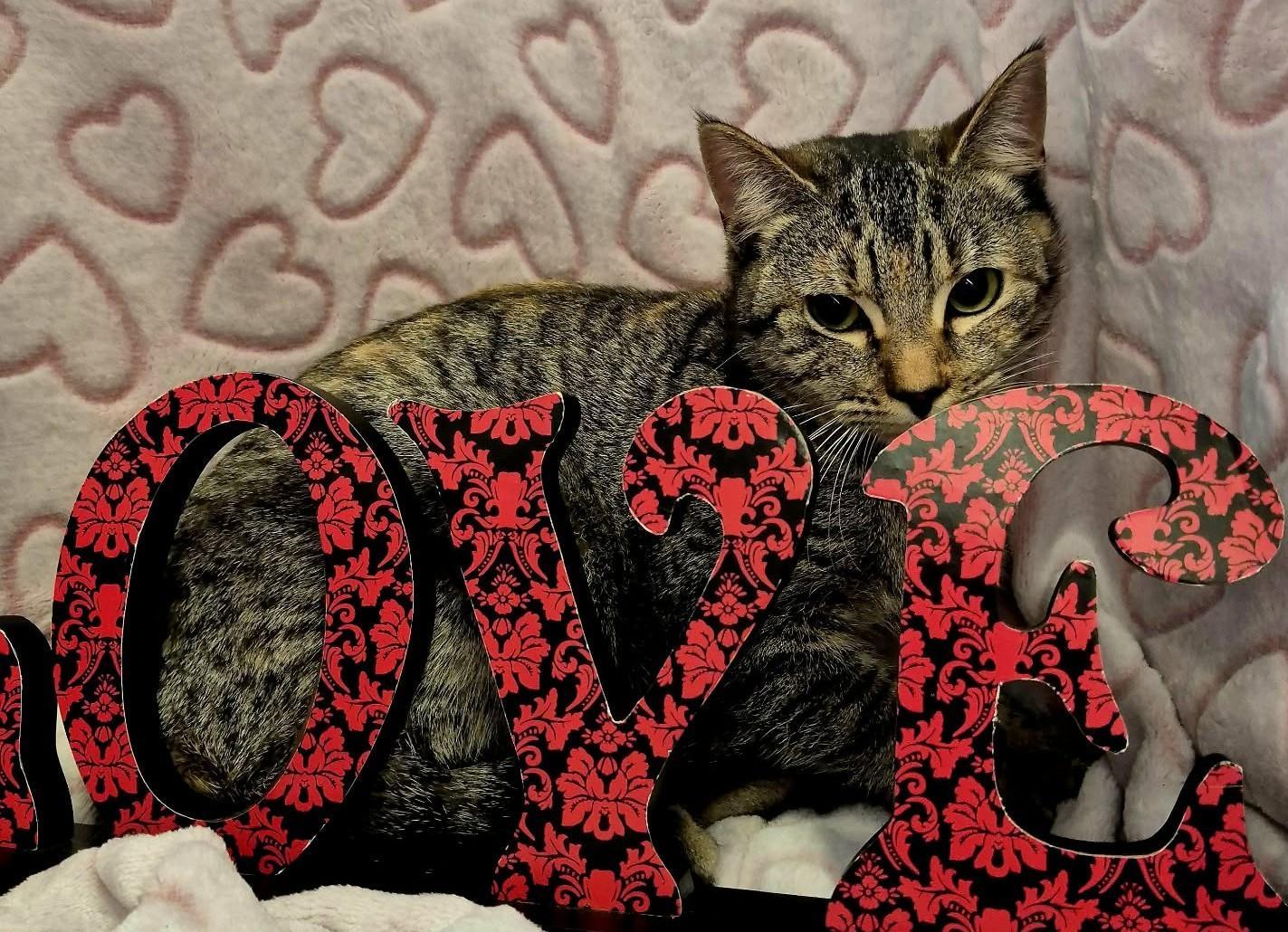 Primrose (Adoption Pending), an adopted mixed breed in Ocean Springs, MS image 5/6