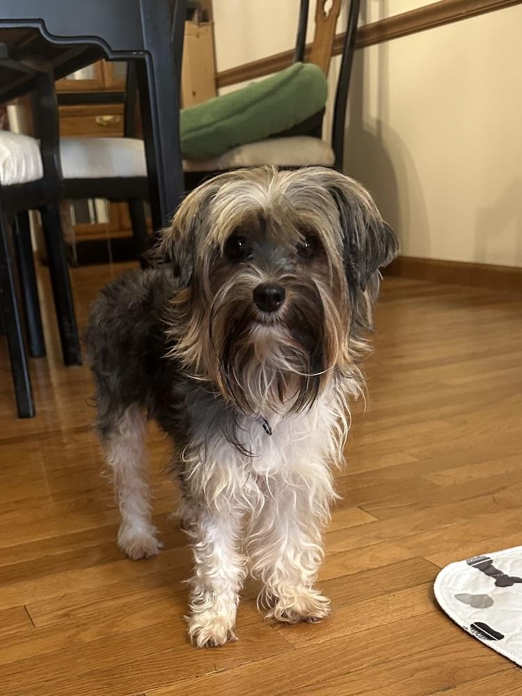 Lady, Adoptable, Adult Female Mountain Cur & Yorkshire Terrier.