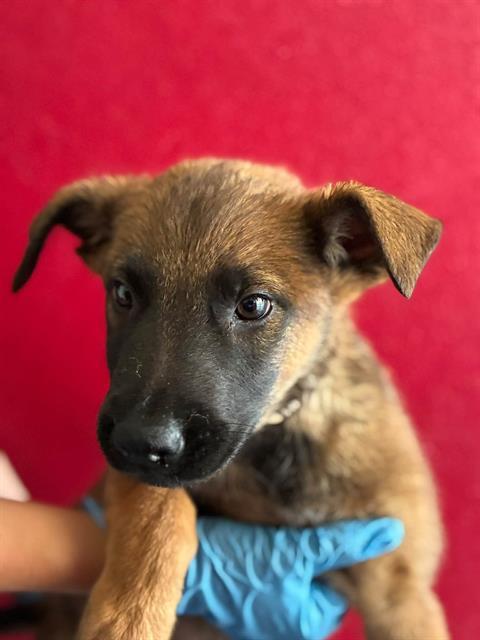 A256327, Adoptable, Puppy Male Belgian Shepherd / Malinois & Mixed Breed.
