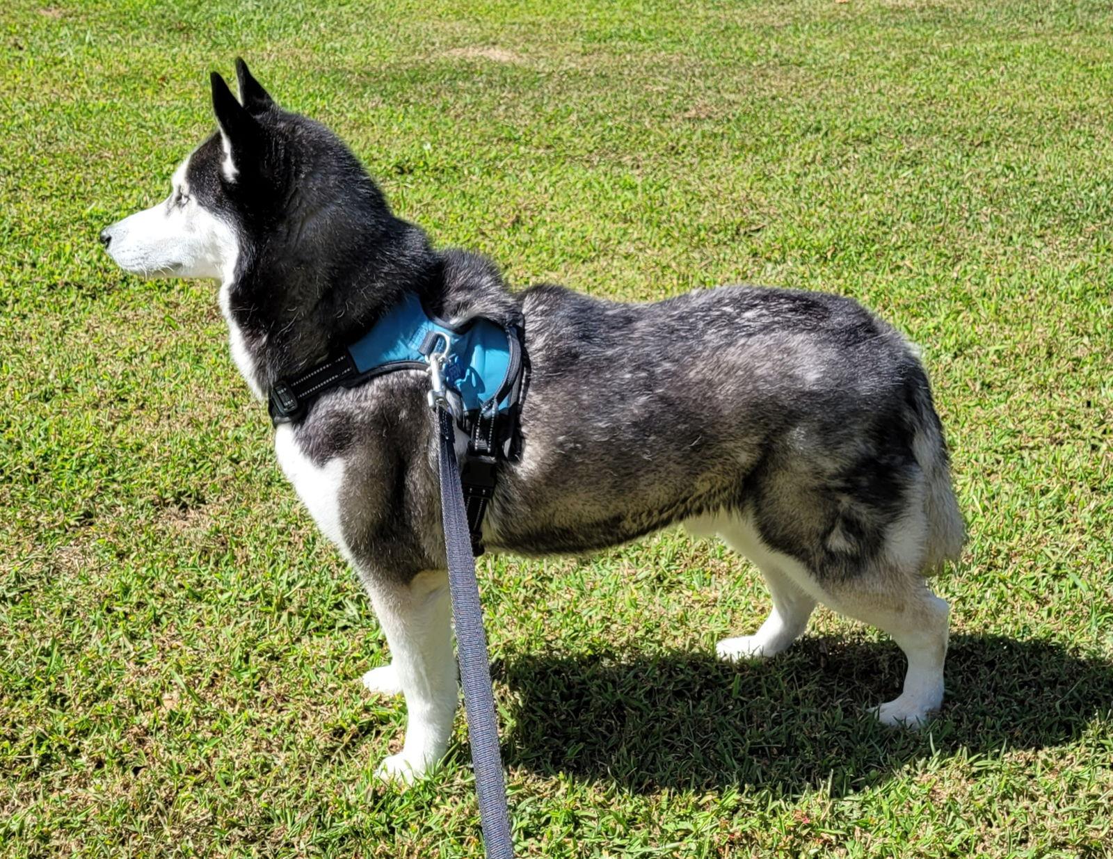 Fenris, Adopted, Young Male Siberian Husky.