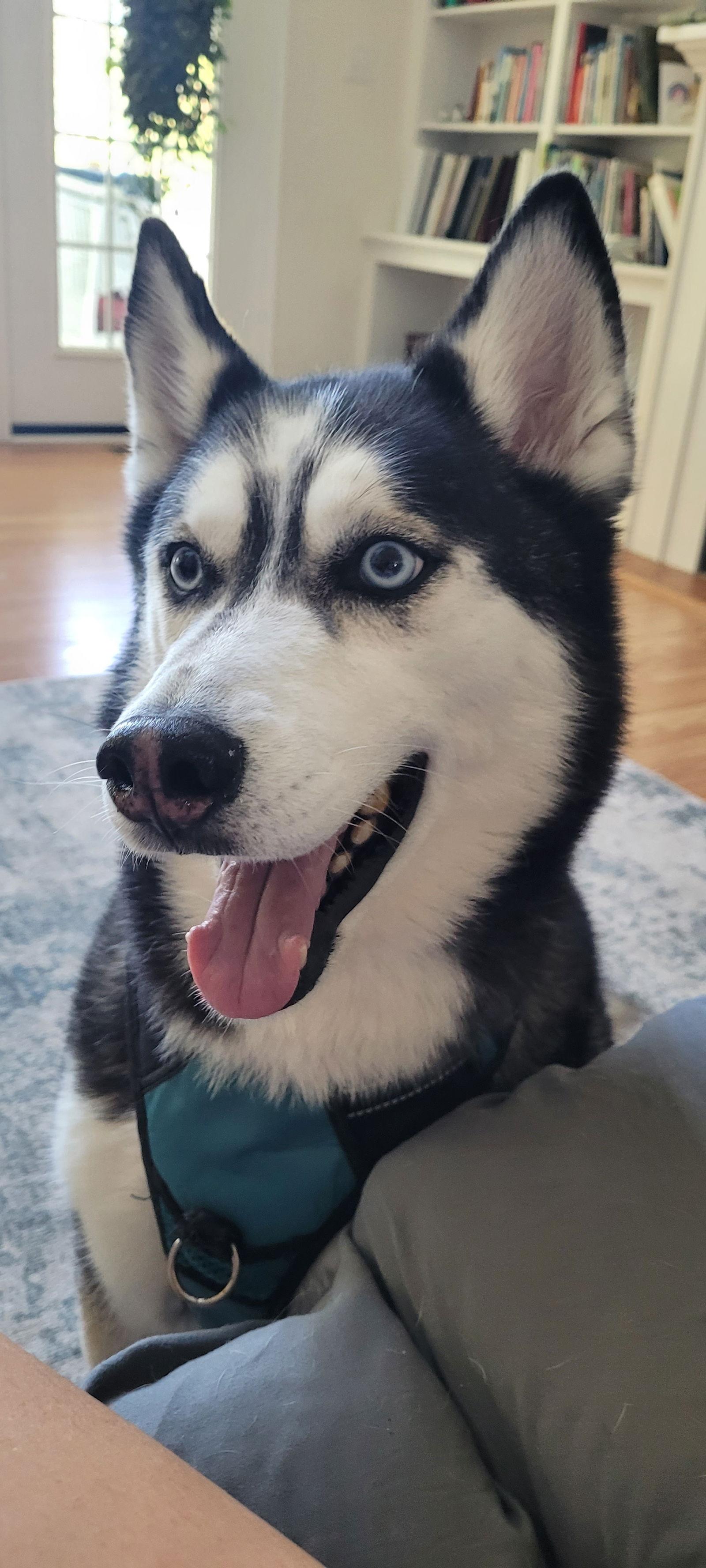 Fenris, a Adopted Siberian Husky in Hollywood, MD image 3/3