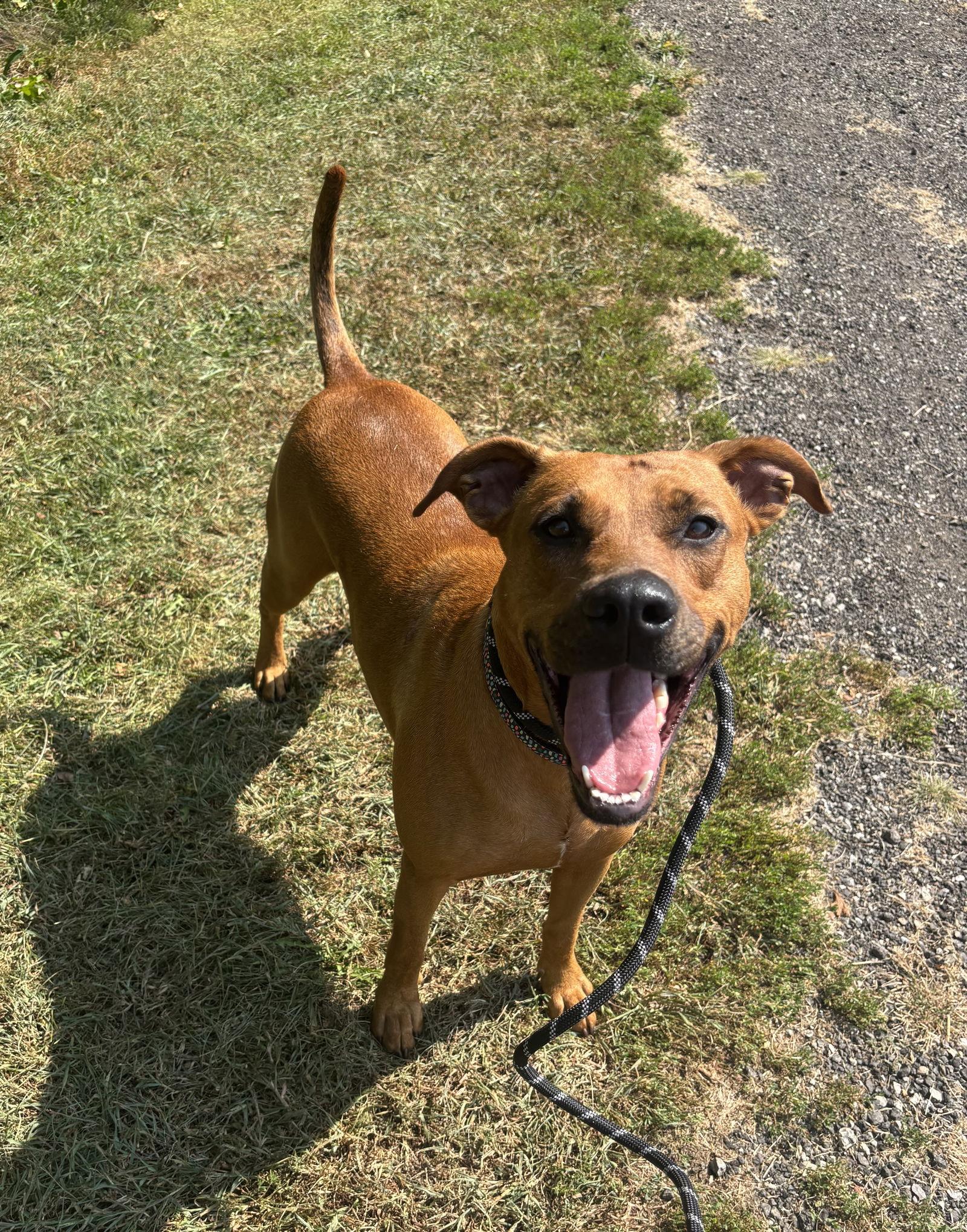 Daisy, Adoptable, Adult Female Greyhound & Pit Bull Terrier.
