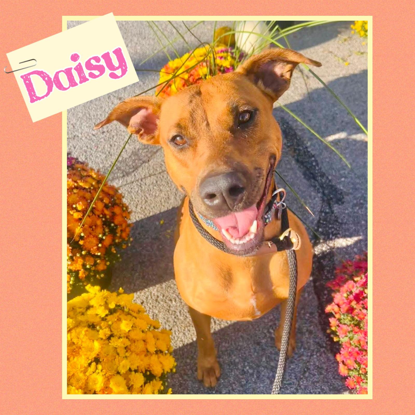 Daisy, a Adoptable mixed breed in Williamsburg, IA image 2/3