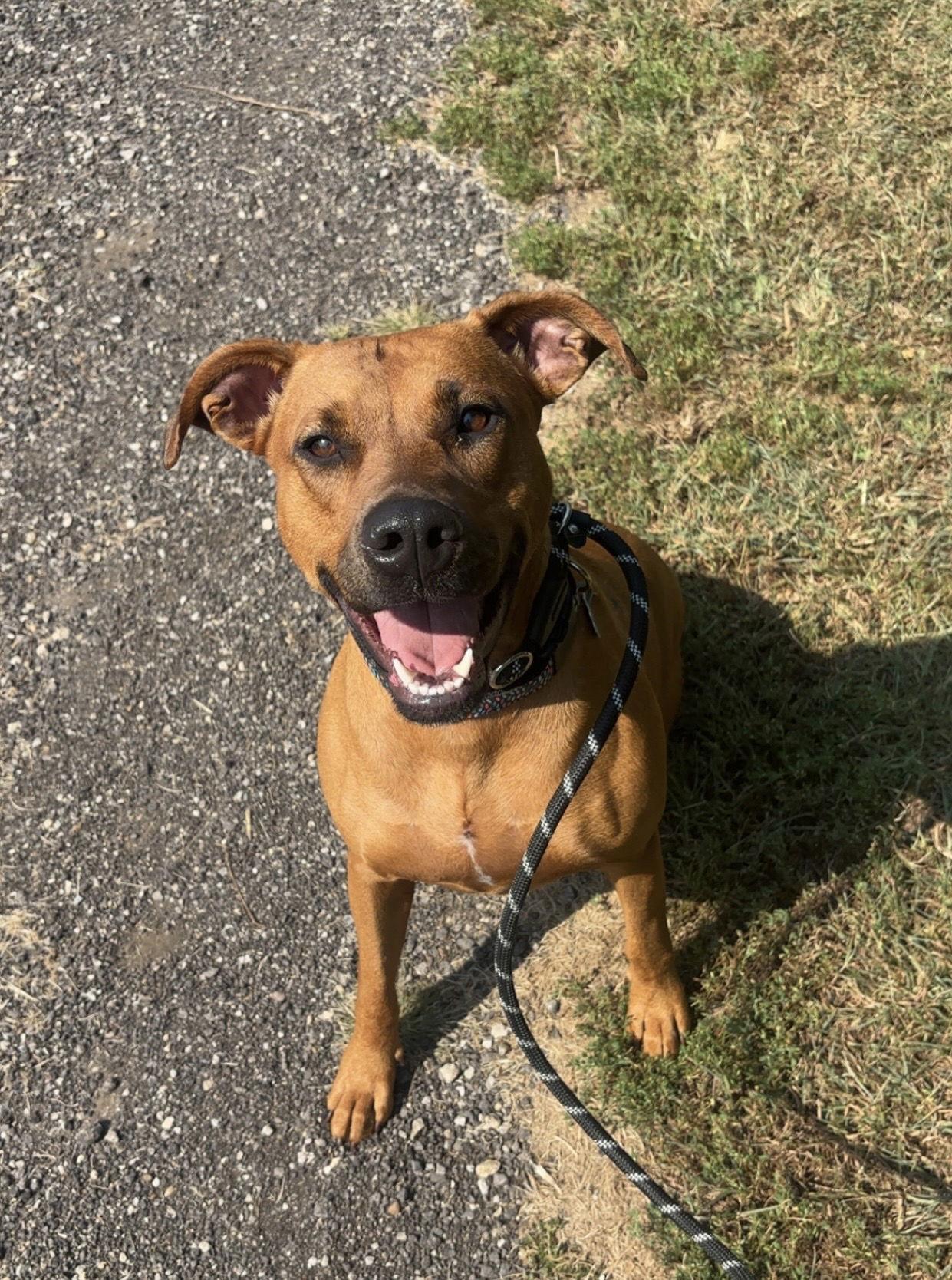 Daisy, a Adoptable mixed breed in Williamsburg, IA image 3/3