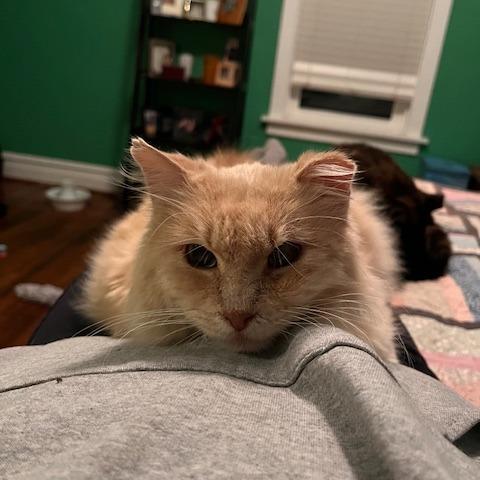 Enlarge Creamy, a Adoptable Domestic Long Hair in St. Louis, MO image 2/6