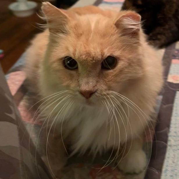 Enlarge Creamy, a Adoptable Domestic Long Hair in St. Louis, MO image 4/6