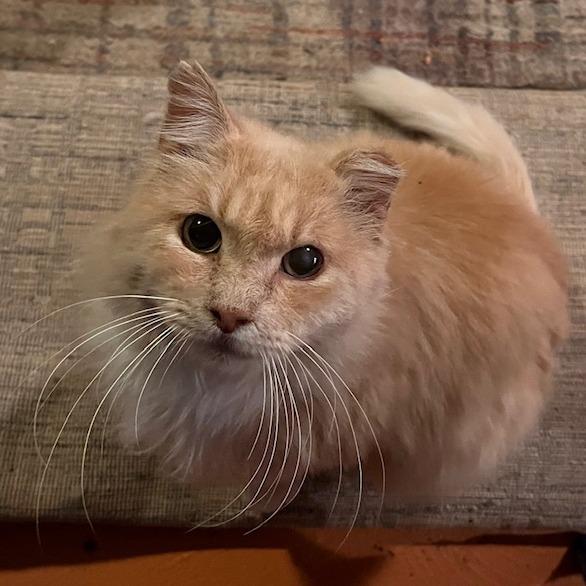Enlarge Creamy, a Adoptable Domestic Long Hair in St. Louis, MO image 5/6