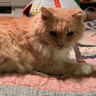 Enlarge Creamy, a Adoptable Domestic Long Hair in St. Louis, MO image 6/6