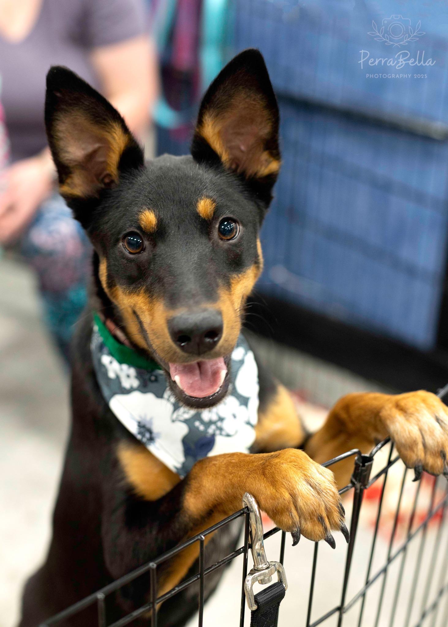 Harbour, a Adoptable mixed breed in West Richland, WA image 1/3