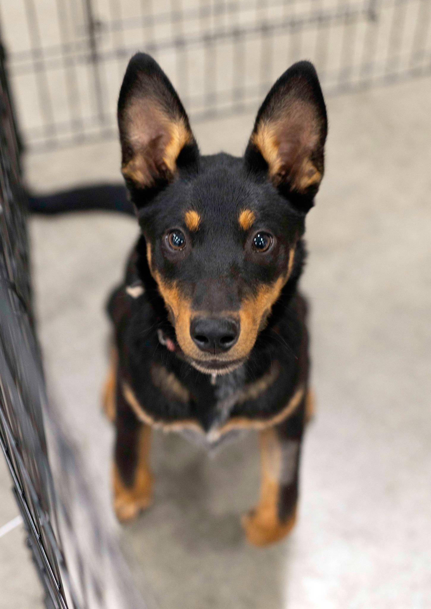 Harbour, a Adoptable mixed breed in West Richland, WA image 2/3