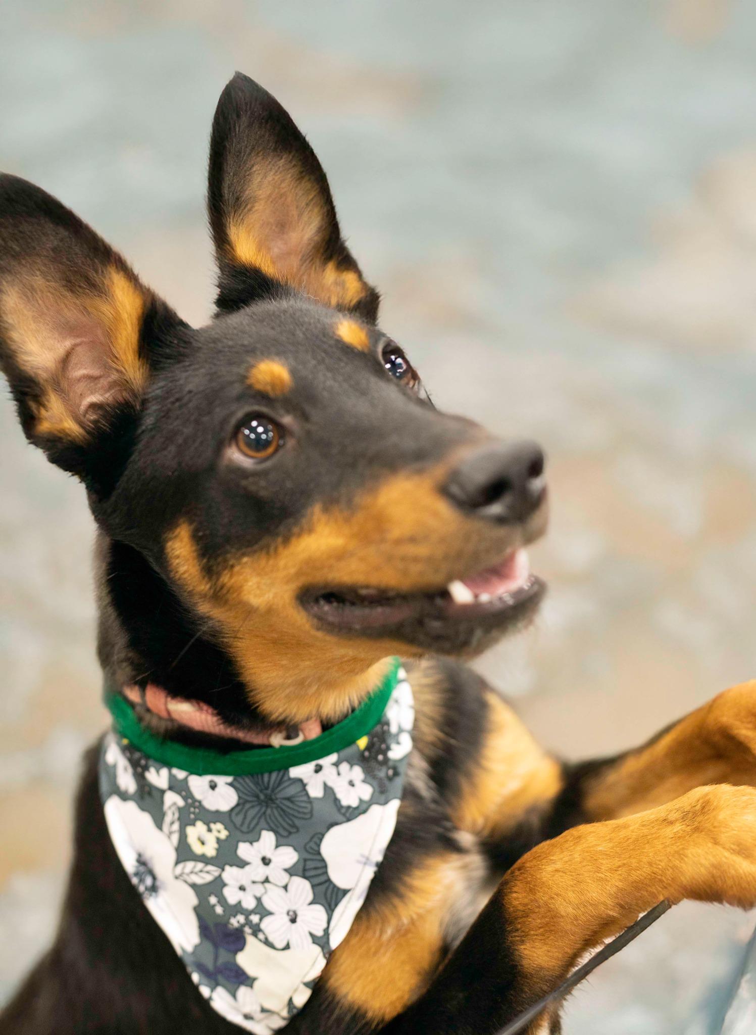 Harbour, a Adoptable mixed breed in West Richland, WA image 3/3
