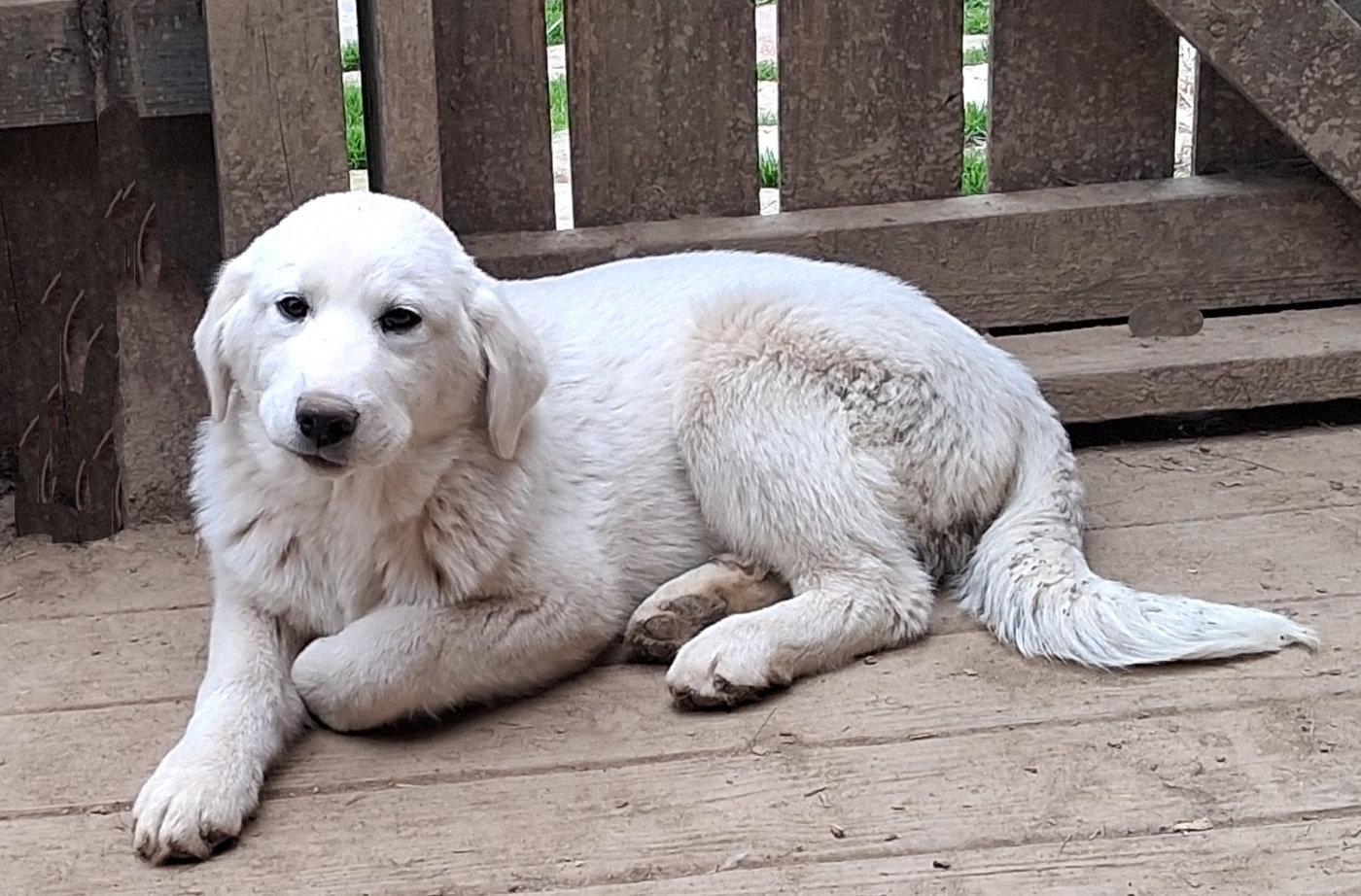 Pearl, Adopted, Puppy Female Great Pyrenees & Australian Shepherd.