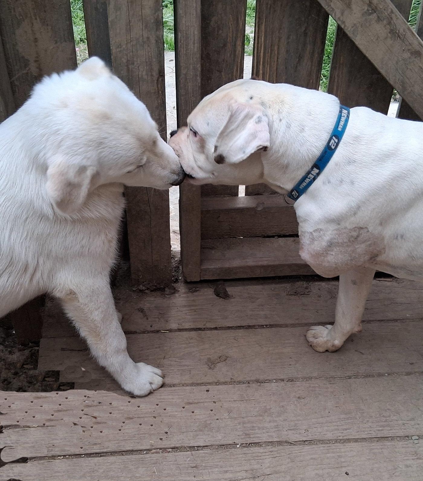 Enlarge Pearl, a Adopted mixed breed in Mcconnelsville, OH image 2/3