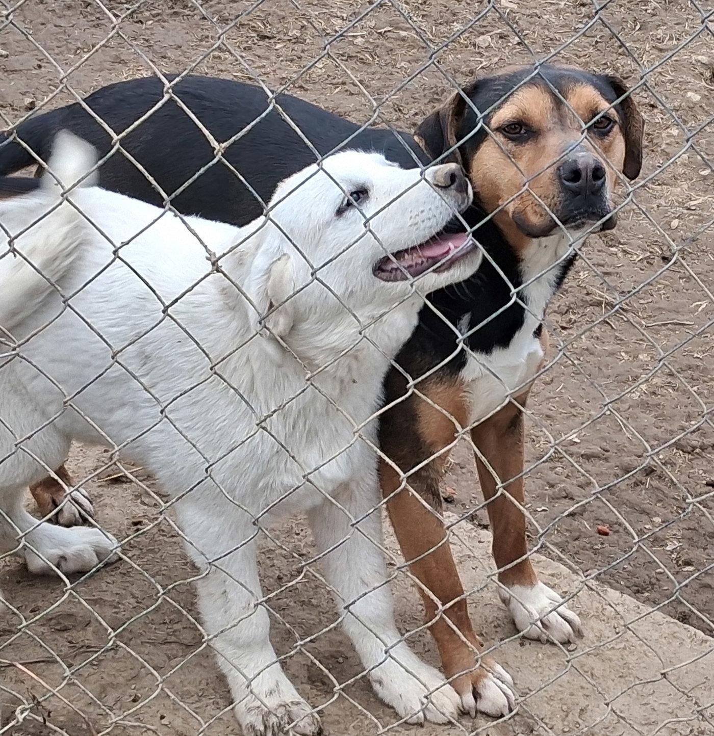 Enlarge Pearl, a Adopted mixed breed in Mcconnelsville, OH image 3/3
