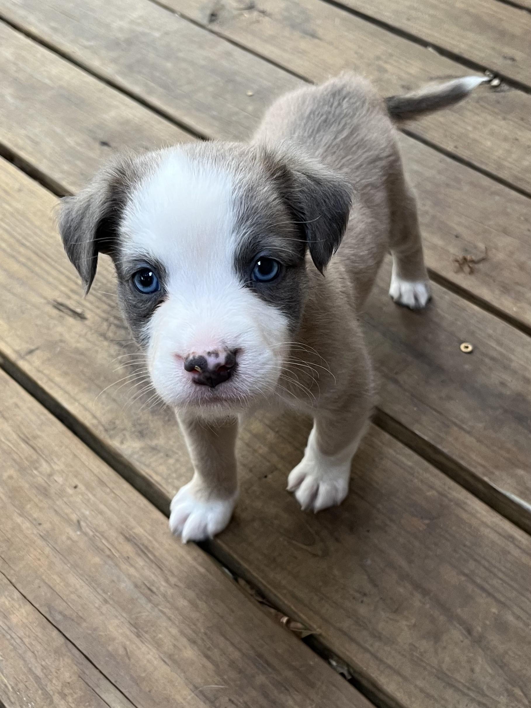 Fozzie Bear, adopted, Puppy Male Border Collie.