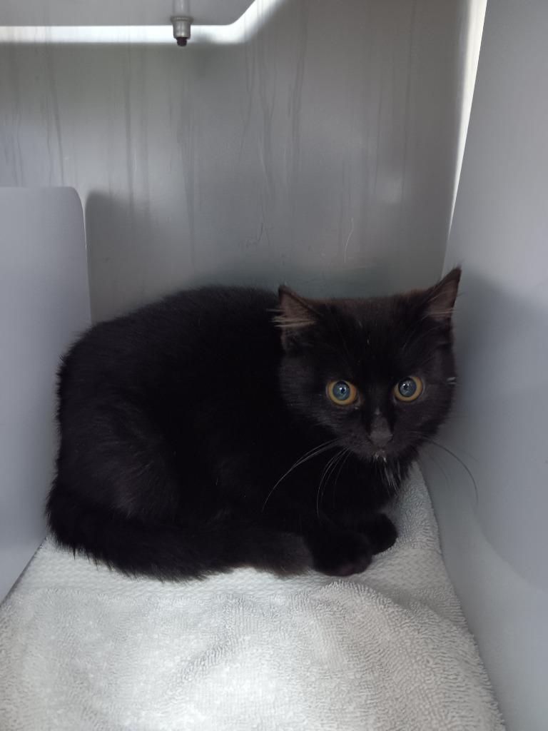 Enlarge Diamond, a Adopted mixed breed in Murray, KY image 1/1